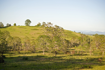 Oak Savanna